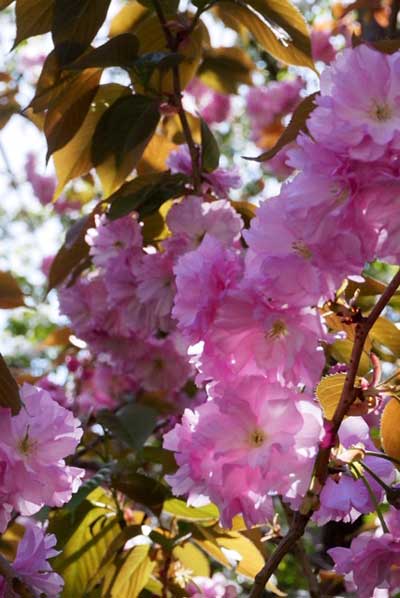 逆光の八重桜